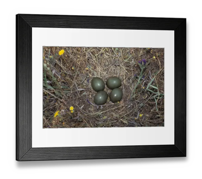 Framed Print : Little Bustard (Tetrax tetrax) Nest with four eggs Framed Print : Little Bustard (Tetrax tetrax) Nest with four eggs
