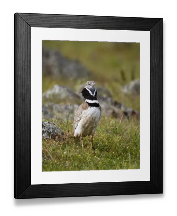 Framed Print : Little Bustard (Tetrax tetrax) adult male, displaying, Extremadura, Spain, april Framed Print : Little Bustard (Tetrax tetrax) adult male, displaying, Extremadura, Spain, april