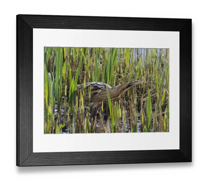 Framed Print : Great Bittern (Botaurus stellaris) adult, hunting in reedbed, Minsmere RSPB Reserve, Suffolk, England, april Framed Print : Great Bittern (Botaurus stellaris) adult, hunting in reedbed, Minsmere RSPB Reserve, Suffolk, England, april