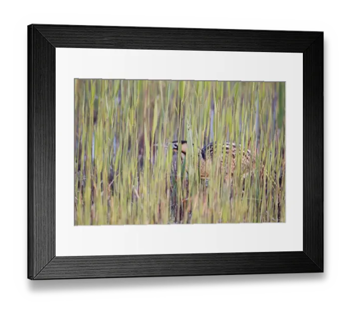 Framed Print : Great Bittern (Botaurus stellaris) adult male, standing amongst fresh reedbed growth, Minsmere RSPB Reserve, Suffolk, England, april Framed Print : Great Bittern (Botaurus stellaris) adult male, standing amongst fresh reedbed growth, Minsmere RSPB Reserve, Suffolk, England, april