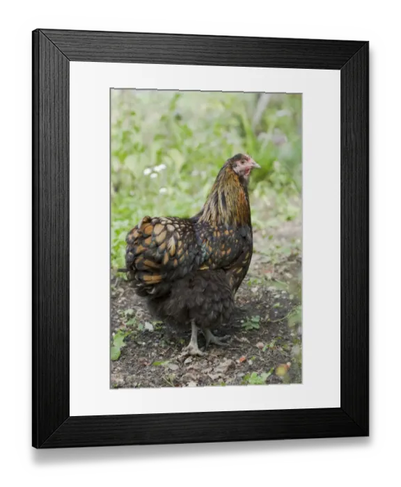 Framed Print : Domestic Chicken, Gold-laced Orpington, freerange hen, standing, Essex, England, august
