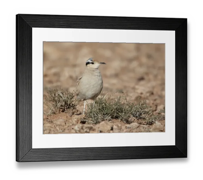Framed Print : Cream-coloured Courser (Cursorius cursor) adult, standing in desert, Boulmane Dades, Morocco, february Framed Print : Cream-coloured Courser (Cursorius cursor) adult, standing in desert, Boulmane Dades, Morocco, february