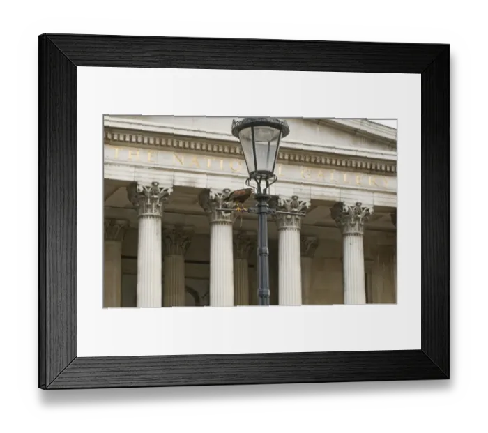 Framed Print : Harris Hawk (Parabuteo unicinctus) adult, perched on lamppost, falconry bird being used to clear feral pigeons from city square, Trafalgar Square, London, England, may Framed Print : Harris Hawk (Parabuteo unicinctus) adult, perched on lamppost, falconry bird being used to clear feral pigeons from city square, Trafalgar Square, London, England, may