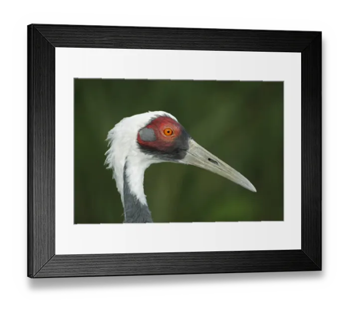 Framed Print : White-naped Crane (Grus vipio) adult, close-up of head (captive)
