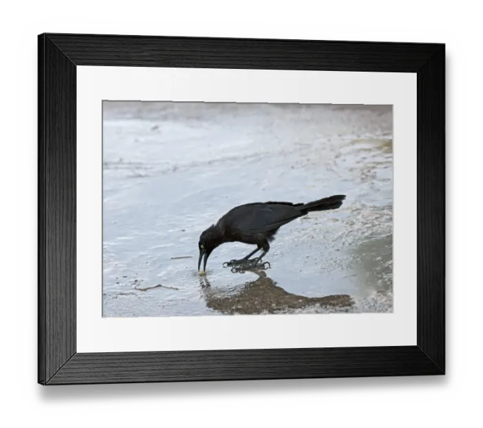 Framed Print : Carib Grackle (Quiscalus lugubris) adult, pecking at small stone on wet surface, Grenada Framed Print : Carib Grackle (Quiscalus lugubris) adult, pecking at small stone on wet surface, Grenada