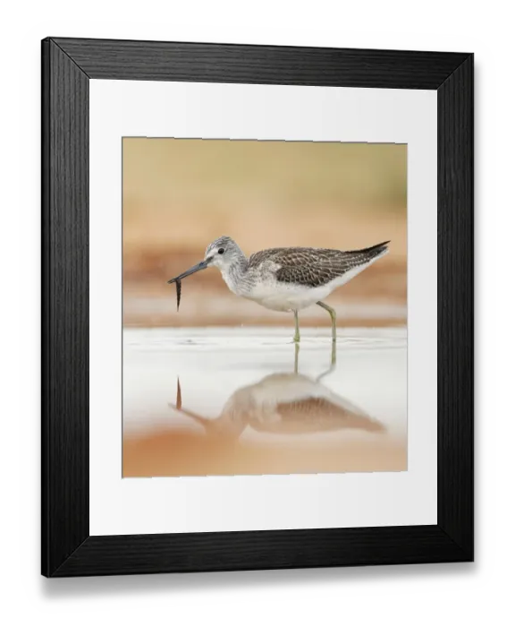 Framed Print : Common Greenshank (Tringa nebularia) adult, feeding on Chironomid Midge (Chironomidae sp. ) larva in water, Belchite Plains, Aragon, Spain, september Framed Print : Common Greenshank (Tringa nebularia) adult, feeding on Chironomid Midge (Chironomidae sp. ) larva in water, Belchite Plains, Aragon, Spain, september