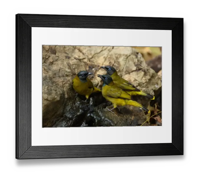 Framed Print : Black-headed Bulbul (Pycnonotus atriceps) three adults, drinking at spring, Kaeng Krachan N. P. Thailand, february