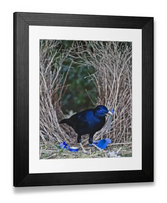Framed Print : Satin Bowerbird (Ptilonorhynchus violaceus) adult male, decorating bower with blue pen, Lamington N. P. Queensland, Australia