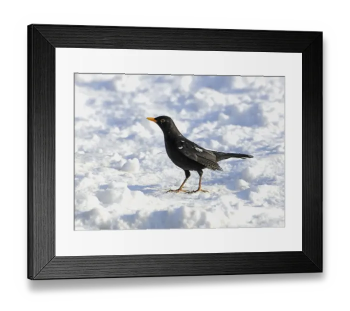 Framed Print : European Blackbird (Turdus merula) partial leucistic, adult male, standing on snow, Sussex, England, february Framed Print : European Blackbird (Turdus merula) partial leucistic, adult male, standing on snow, Sussex, England, february