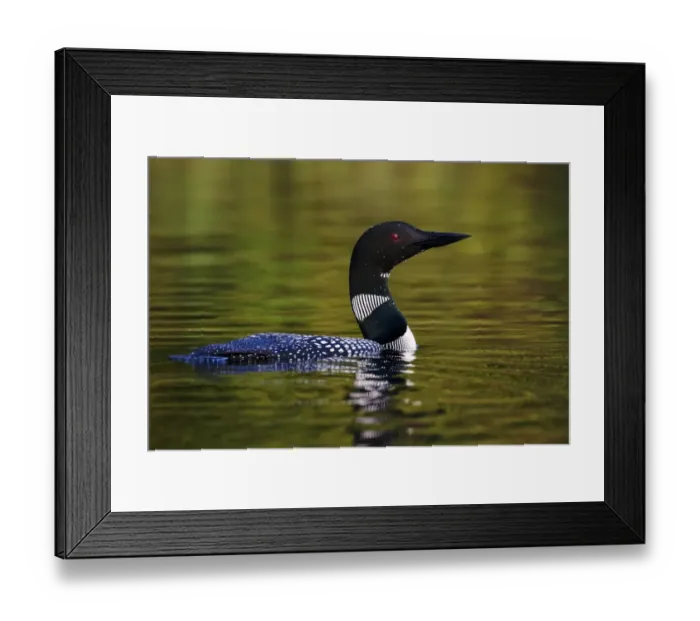 Framed Print : Great Northern Diver (Gavia immer) adult, summer plumage, swimming on lake, North Michigan, U. S. A. june Framed Print : Great Northern Diver (Gavia immer) adult, summer plumage, swimming on lake, North Michigan, U. S. A. june