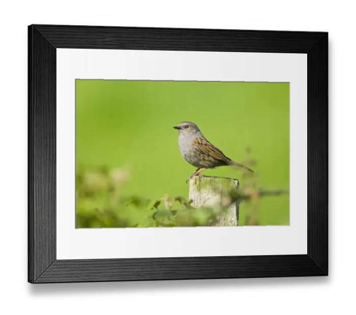 Framed Print : Dunnock (Prunella modularis) adult, perched on post, Kent, England, spring Framed Print : Dunnock (Prunella modularis) adult, perched on post, Kent, England, spring