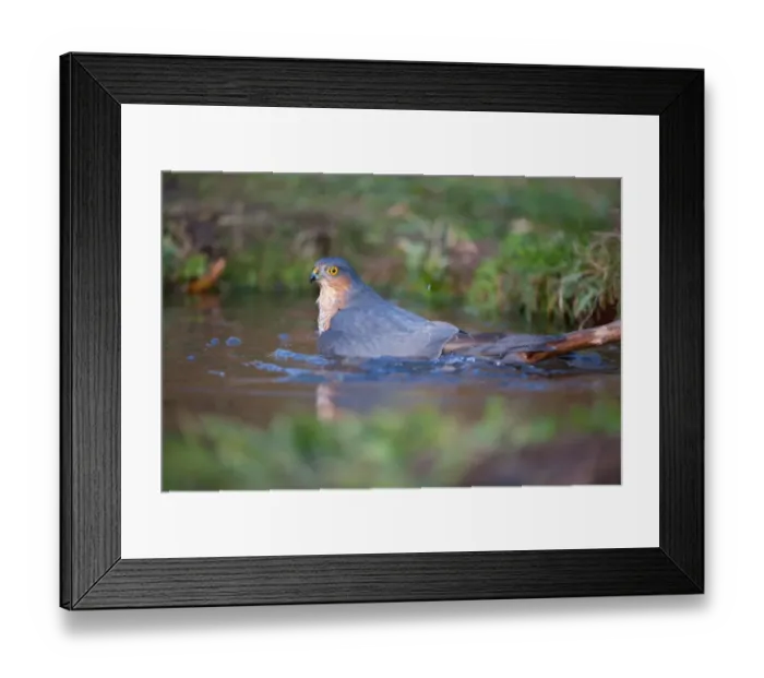 Framed Print : Eurasian Sparrowhawk (Accipiter nisus) adult male, bathing, in oak woodland, Norfolk, England, december Framed Print : Eurasian Sparrowhawk (Accipiter nisus) adult male, bathing, in oak woodland, Norfolk, England, december