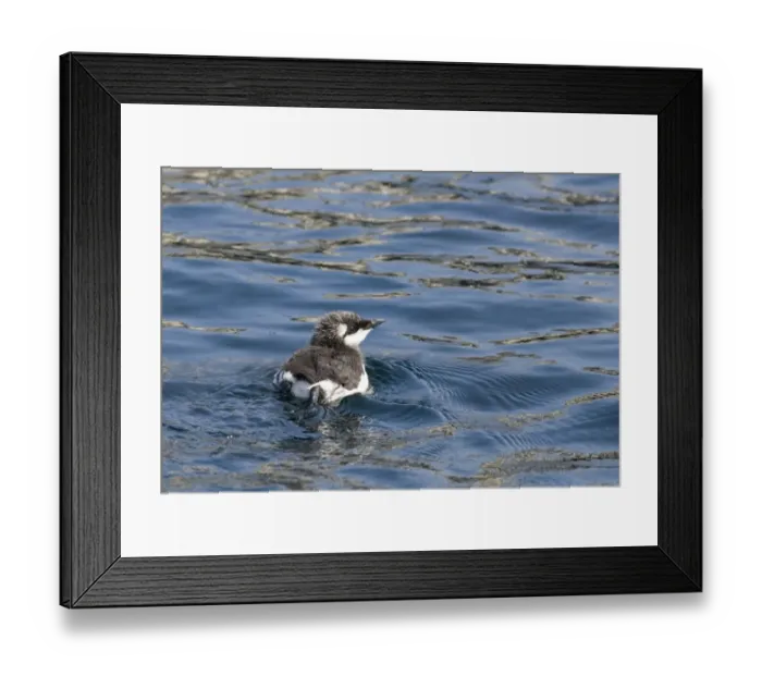 Framed Print : Common Guillemot (Uria aalge) chick, swimming at sea, Inner Farne, Farne Islands, Northumberland, England, summer