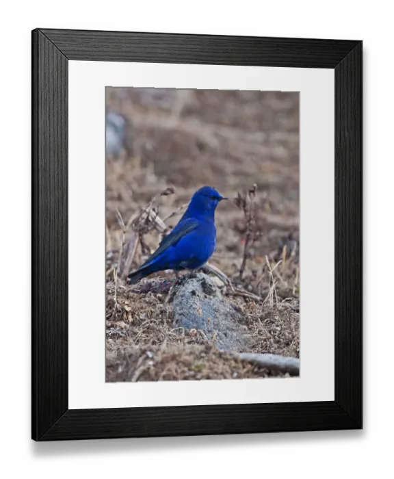 Framed Print : Grandala (Grandala coelicolor) adult male, standing on rock, Sela Pass, Arunachal Pradesh, India, january Framed Print : Grandala (Grandala coelicolor) adult male, standing on rock, Sela Pass, Arunachal Pradesh, India, january