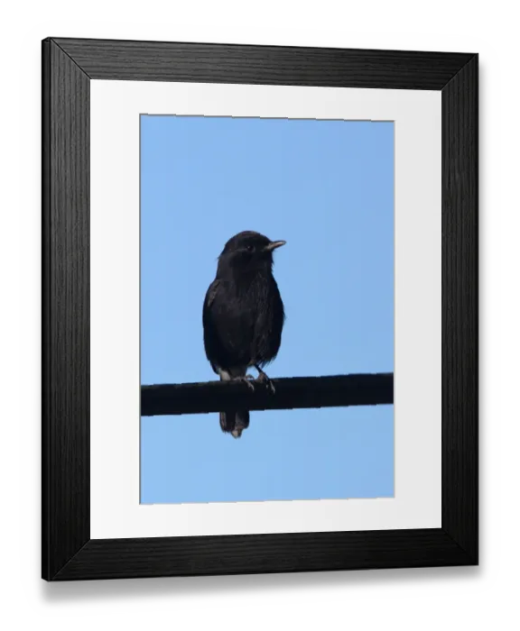 Framed Print : Pied Bushchat (Saxicola caprata atratus) endemic race, adult male, perched on powerline, Sri Lanka, december Framed Print : Pied Bushchat (Saxicola caprata atratus) endemic race, adult male, perched on powerline, Sri Lanka, december