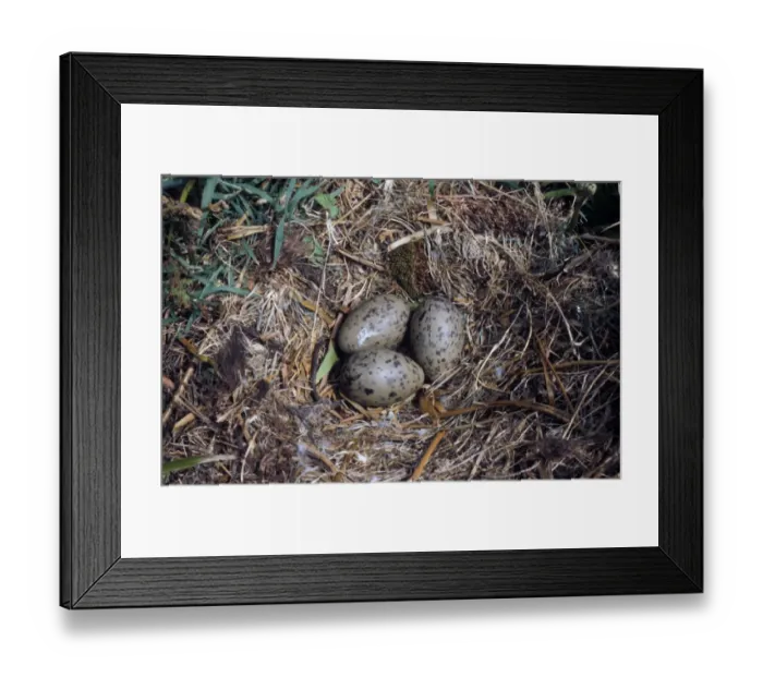 Framed Print : Lesser Black-backed Gull (Larus fuscus) Nest and three eggs Framed Print : Lesser Black-backed Gull (Larus fuscus) Nest and three eggs
