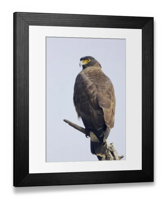Framed Print : Crested Serpent-eagle (Spilornis cheela) adult, perched on branch, Keoladeo Ghana N. P. (Bharatpur), Rajasthan, India