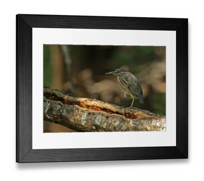 Framed Print : Striated Heron (Butorides striatus javanicus) immature, standing on fallen tree trunk, Ban Nai Chong, Thailand, february Framed Print : Striated Heron (Butorides striatus javanicus) immature, standing on fallen tree trunk, Ban Nai Chong, Thailand, february
