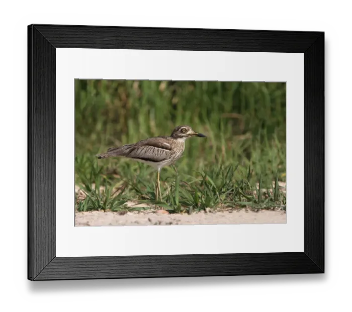 Framed Print : Water Dikkop (Burhinus vermiculatus) adult, standing on riverbank, Okavango Delta, Botswana Framed Print : Water Dikkop (Burhinus vermiculatus) adult, standing on riverbank, Okavango Delta, Botswana