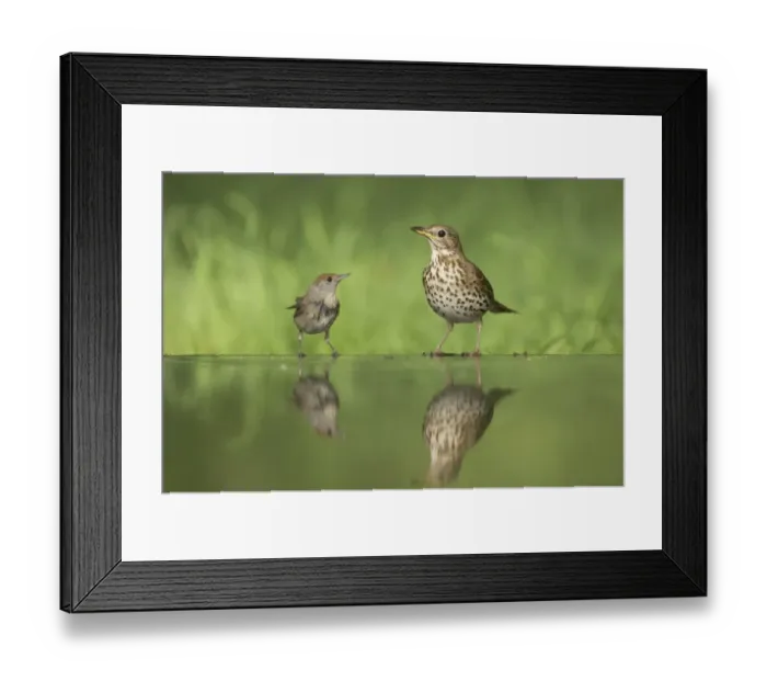 Framed Print : Blackcap (Sylvia atricapilla) adult female, threatening Song Thrush (Turdus philomelos), standing at edge of forest pool, Hungary Framed Print : Blackcap (Sylvia atricapilla) adult female, threatening Song Thrush (Turdus philomelos), standing at edge of forest pool, Hungary