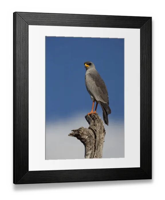 Framed Print : Eastern Chanting-goshawk (Melierax poliopterus) adult, perched on stump, Genale River, Ethiopia Framed Print : Eastern Chanting-goshawk (Melierax poliopterus) adult, perched on stump, Genale River, Ethiopia
