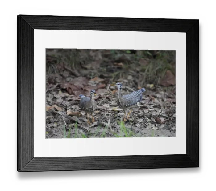 Framed Print : Sunbittern (Eurypyga helias) adult pair, walking on leaf litter, Pantanal, Mato Grosso, Brazil Framed Print : Sunbittern (Eurypyga helias) adult pair, walking on leaf litter, Pantanal, Mato Grosso, Brazil