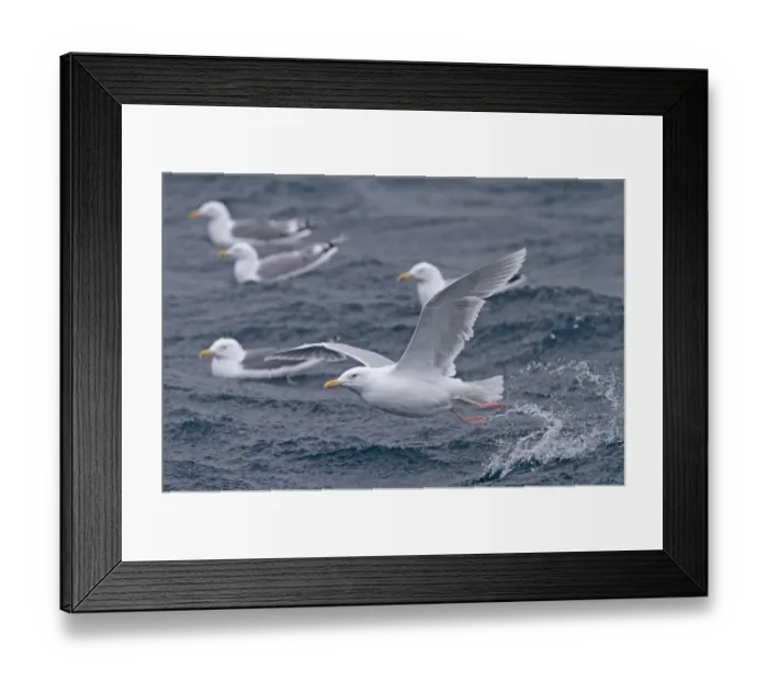 Framed Print : Glaucous Gull (Larus hyperboreus) adult, summer plumage, in flight, taking off from sea, with Herring Gulls (Larus argentatus) swimming on sea in background, Varanger, Northern Norway, march