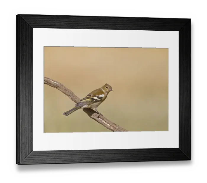 Framed Print : Chaffinch (Fringilla coelebs) adult female, perched on twig, Northern Spain, july Framed Print : Chaffinch (Fringilla coelebs) adult female, perched on twig, Northern Spain, july