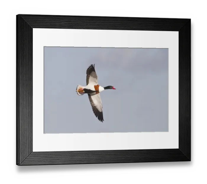 Framed Print : Blacktip Shark (Carcharhinus limbatus) and Long-beaked Common Dolphin (Delphinus capensis) adults