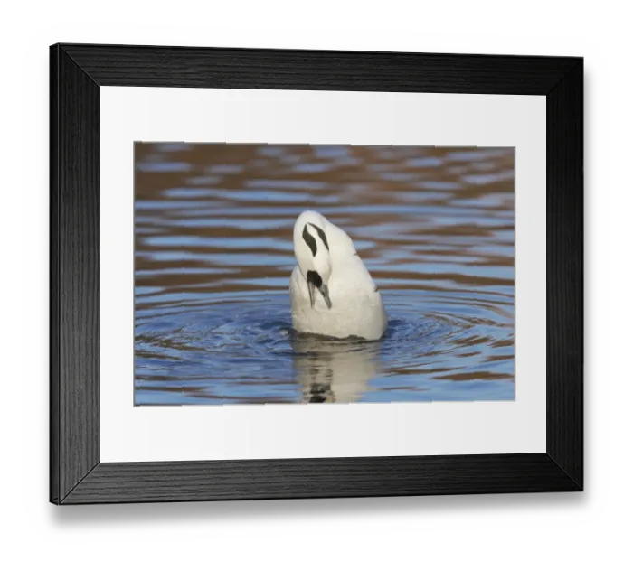 Framed Print : Smew (Mergellus albellus) adult male, preening on water, Martin Mere W. W. T. (captive) Framed Print : Smew (Mergellus albellus) adult male, preening on water, Martin Mere W. W. T. (captive)