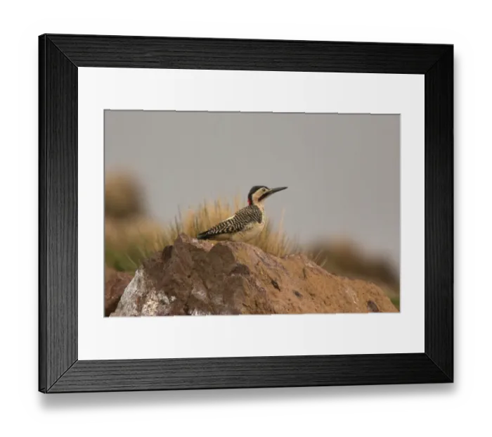 Framed Print : Andean Flicker (Colaptes rupicola) adult male, standing on rock, Parinacota, Northern Chile, november Framed Print : Andean Flicker (Colaptes rupicola) adult male, standing on rock, Parinacota, Northern Chile, november