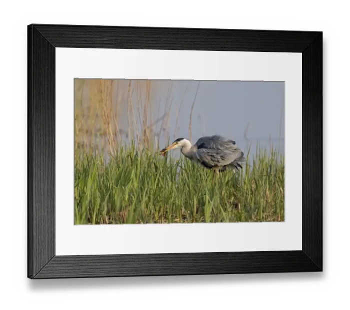 Framed Print : Grey Heron (Ardea cinerea) adult, feeding, with Perch (Perca fluviatilis) prey in beak, standing amongst fresh reedbed growth, Minsmere RSPB Reserve, Suffolk, England, april Framed Print : Grey Heron (Ardea cinerea) adult, feeding, with Perch (Perca fluviatilis) prey in beak, standing amongst fresh reedbed growth, Minsmere RSPB Reserve, Suffolk, England, april