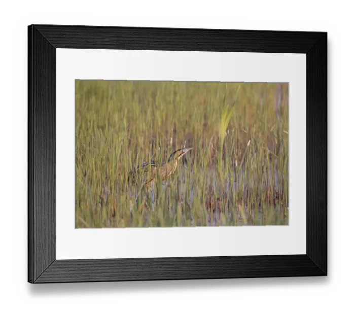 Framed Print : Great Bittern (Botaurus stellaris) adult male, standing amongst fresh reedbed growth, Minsmere RSPB Reserve, Suffolk, England, april Framed Print : Great Bittern (Botaurus stellaris) adult male, standing amongst fresh reedbed growth, Minsmere RSPB Reserve, Suffolk, England, april