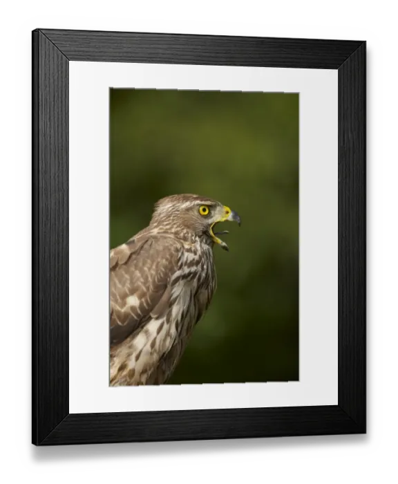 Framed Print : Northern Goshawk (Accipiter gentilis) adult female, calling, close-up of head and chest, Hungary Framed Print : Northern Goshawk (Accipiter gentilis) adult female, calling, close-up of head and chest, Hungary