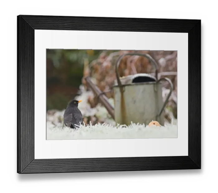 Framed Print : European Blackbird (Turdus merula) adult male, standing on frost covered garden lawn near watering can at dawn, Kent, England, december Framed Print : European Blackbird (Turdus merula) adult male, standing on frost covered garden lawn near watering can at dawn, Kent, England, december