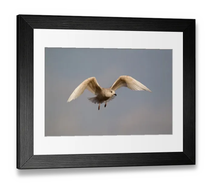 Framed Print : Iceland Gull (Larus glaucoides) immature, first winter plumage, in flight, Suffolk, England, february Framed Print : Iceland Gull (Larus glaucoides) immature, first winter plumage, in flight, Suffolk, England, february