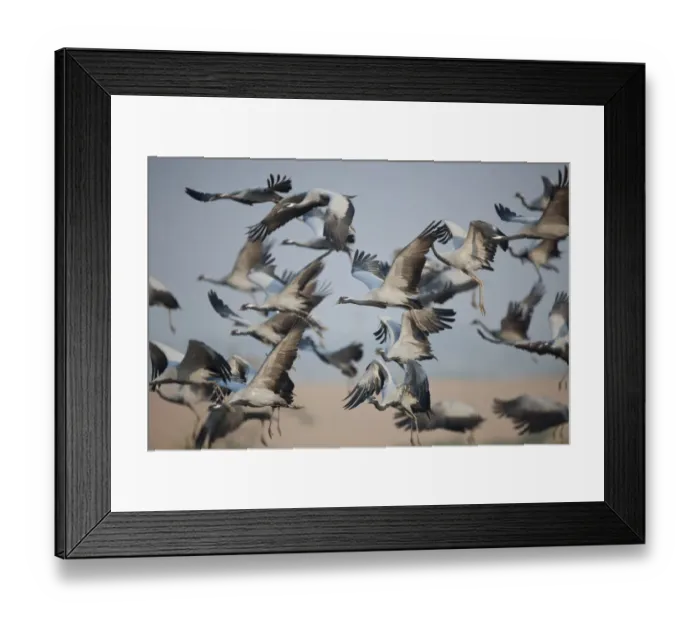 Framed Print : Demoiselle Crane (Anthropoides virgo) adults, flock in flight, Keechan, Thar Desert, Rajasthan, India Framed Print : Demoiselle Crane (Anthropoides virgo) adults, flock in flight, Keechan, Thar Desert, Rajasthan, India