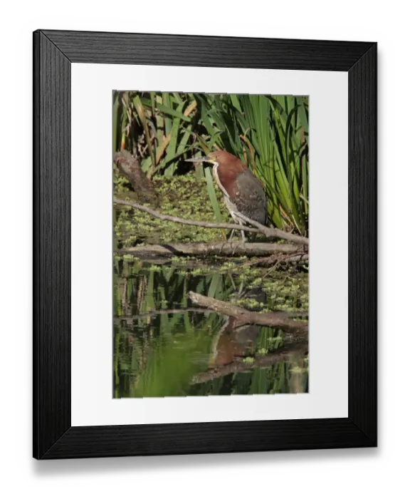 Framed Print : Rufescent Tiger-heron (Tigrisoma lineatum) adult, standing on fallen branch in wetland, Vicente Lopez, Buenos Aires Province, Argentina, september Framed Print : Rufescent Tiger-heron (Tigrisoma lineatum) adult, standing on fallen branch in wetland, Vicente Lopez, Buenos Aires Province, Argentina, september