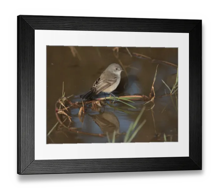 Framed Print : Sooty Tyrannulet (Serpophaga nigricans) adult, perched on stem in water, Ceibas, Entre Rios, Argentina, june Framed Print : Sooty Tyrannulet (Serpophaga nigricans) adult, perched on stem in water, Ceibas, Entre Rios, Argentina, june