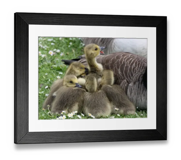 Framed Print : Canada Goose (Branta canadensis) introduced species, goslings, huddled together beside parent, London, England, may Framed Print : Canada Goose (Branta canadensis) introduced species, goslings, huddled together beside parent, London, England, may