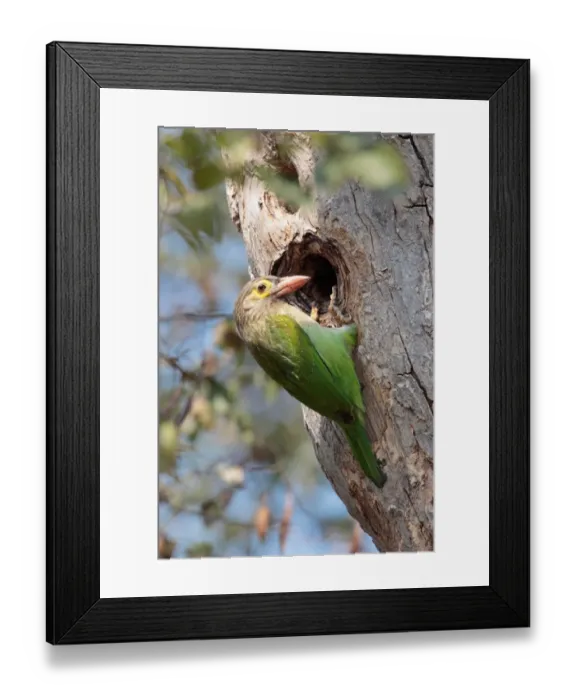Framed Print : Brown-headed Barbet (Megalaima zeylanica) adult, at nesthole in tree trunk, Chambal River, Uttar Pradesh, India, january