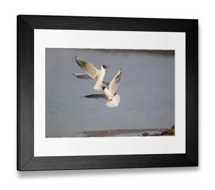 Framed Print : Black-headed Gull (Larus ridibundus) two adults, summer plumage, fighting in flight, Minsmere RSPB Reserve, Suffolk, England, april Framed Print : Black-headed Gull (Larus ridibundus) two adults, summer plumage, fighting in flight, Minsmere RSPB Reserve, Suffolk, England, april