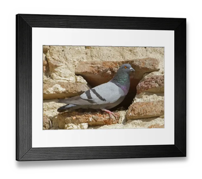 Framed Print : Rock Dove (Columba livia) adult, standing at nestsite entrance in building, Northern Spain, july