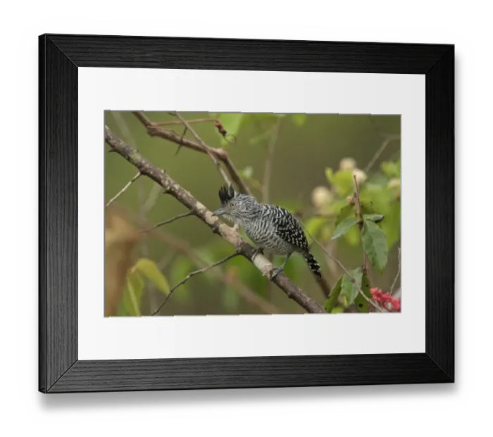 Framed Print : Barred Antshrike (Thamnophilus doliatus radiatus) adult male, perched on branch, Transpantaneira, Mato Grosso, Brazil, september Framed Print : Barred Antshrike (Thamnophilus doliatus radiatus) adult male, perched on branch, Transpantaneira, Mato Grosso, Brazil, september