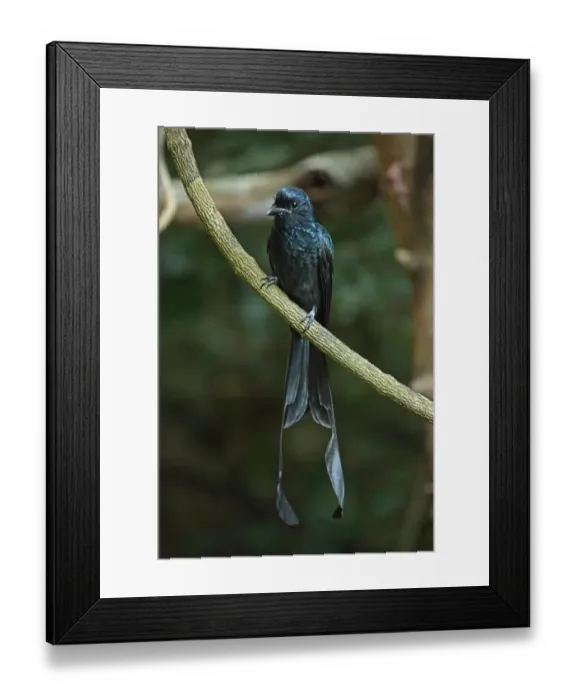Framed Print : Greater Racket-tailed Drongo (Dicrurus paradiseus) adult, perched on branch, Kaeng Krachan N. P. Thailand, november Framed Print : Greater Racket-tailed Drongo (Dicrurus paradiseus) adult, perched on branch, Kaeng Krachan N. P. Thailand, november