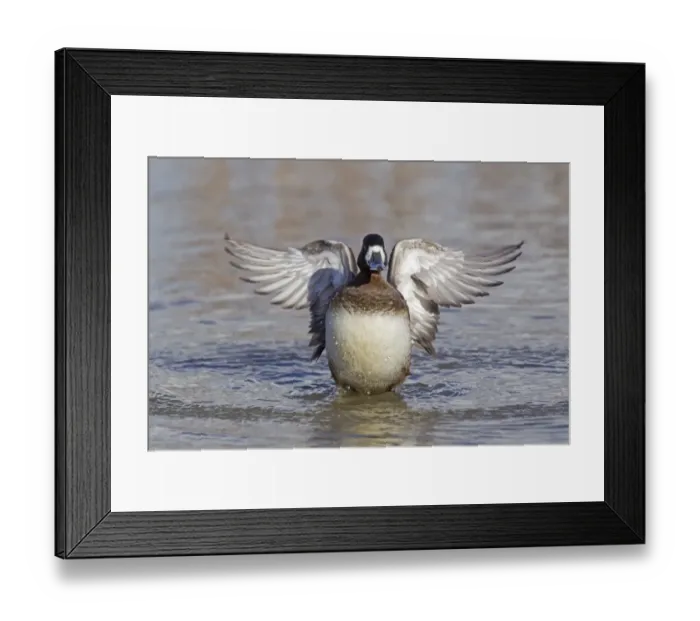 Framed Print : Greater Scaup (Aythya marila) adult female, wing stretching and flapping after preening on water, Slimbridge, Gloucestershire, England, february Framed Print : Greater Scaup (Aythya marila) adult female, wing stretching and flapping after preening on water, Slimbridge, Gloucestershire, England, february