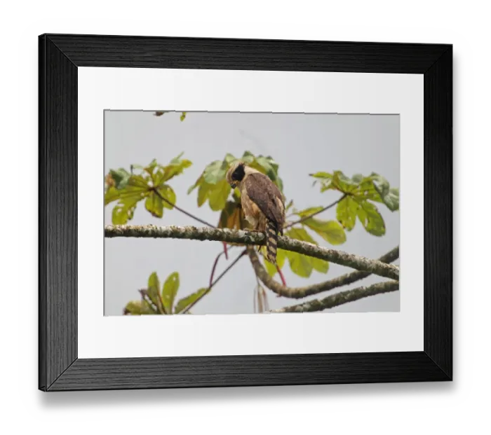 Framed Print : Laughing Falcon (Herpetotheres cachinnans) adult, perched on branch in tree, Costa Rica, february Framed Print : Laughing Falcon (Herpetotheres cachinnans) adult, perched on branch in tree, Costa Rica, february
