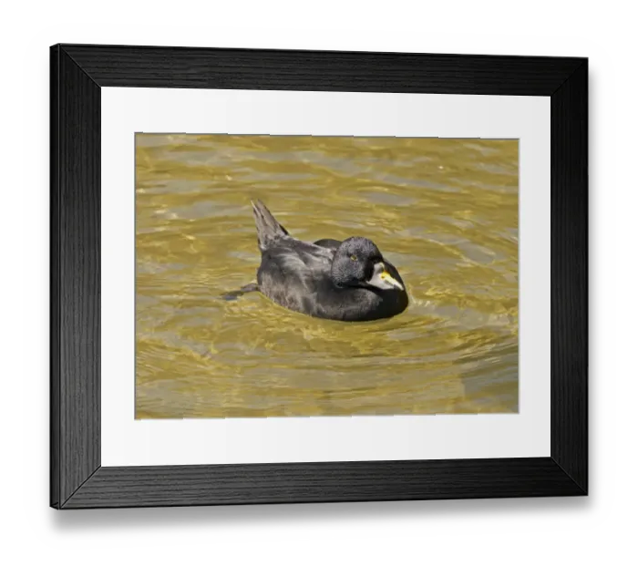 Framed Print : Common Scoter (Melanitta nigra) adult male, swimming (captive) Framed Print : Common Scoter (Melanitta nigra) adult male, swimming (captive)