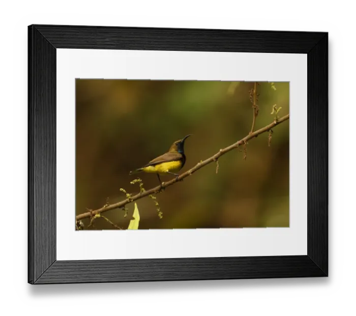 Framed Print : Olive-backed Sunbird (Cinnyris jugularis flamaxillaris) adult male, perched on branch, Kaeng Krachan N. P. Thailand, november Framed Print : Olive-backed Sunbird (Cinnyris jugularis flamaxillaris) adult male, perched on branch, Kaeng Krachan N. P. Thailand, november
