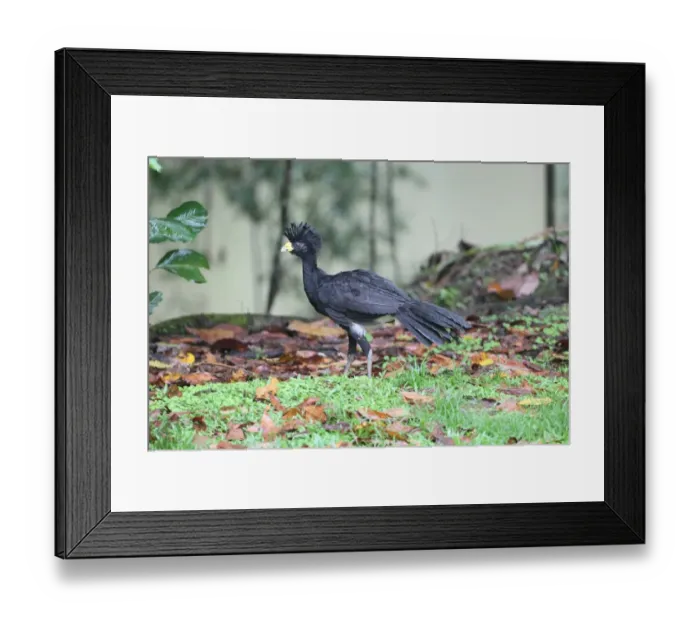 Framed Print : Great Curassow (Crax rubra) adult male, foraging on ground, Costa Rica, february Framed Print : Great Curassow (Crax rubra) adult male, foraging on ground, Costa Rica, february